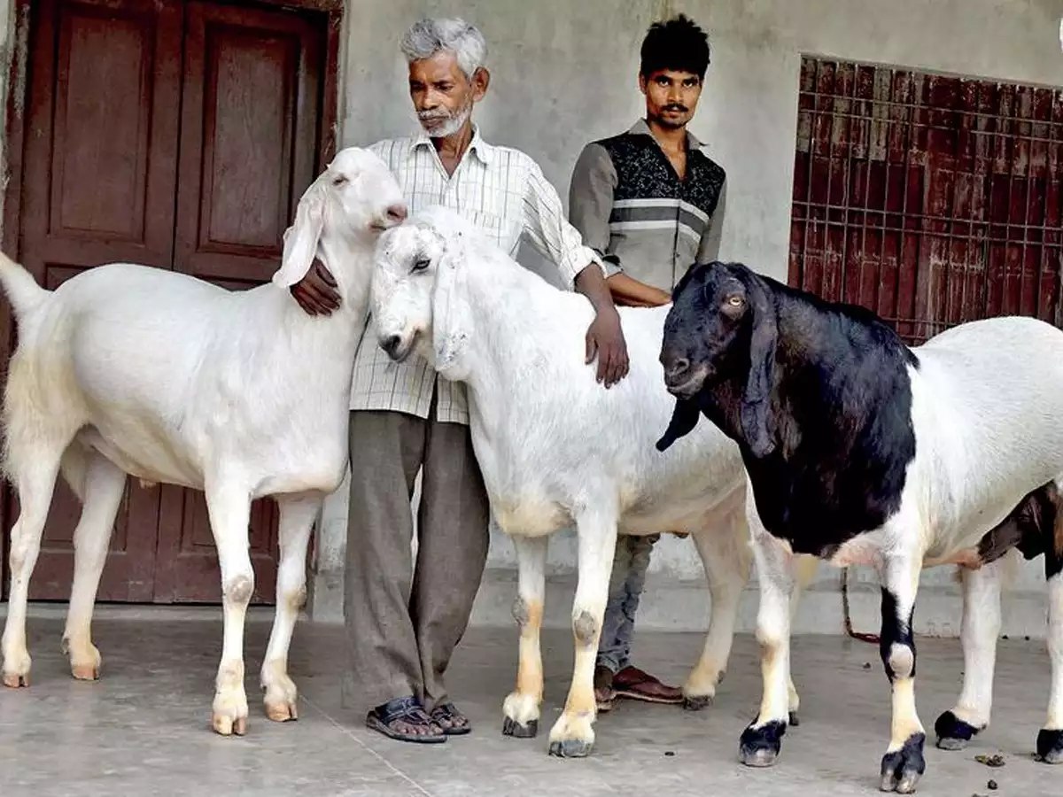  Bakrid Goats being sold in streets for the first time in Kanpur 