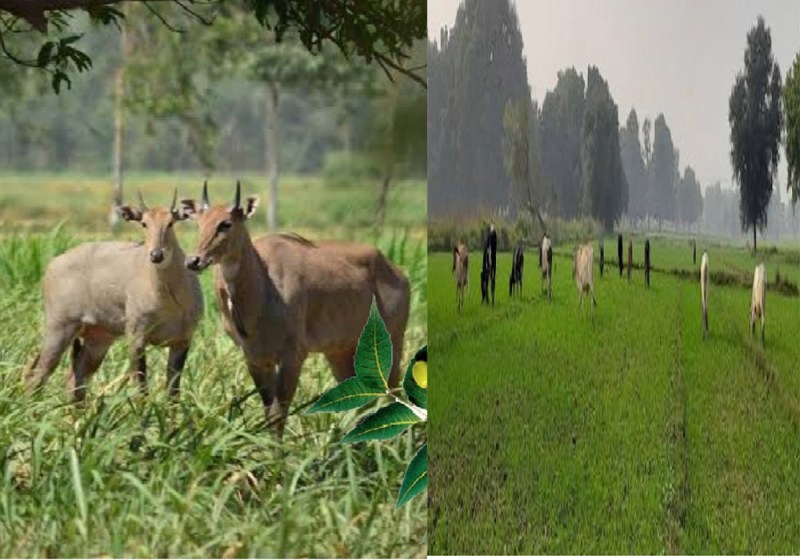 प्रतीकात्मक फोटो