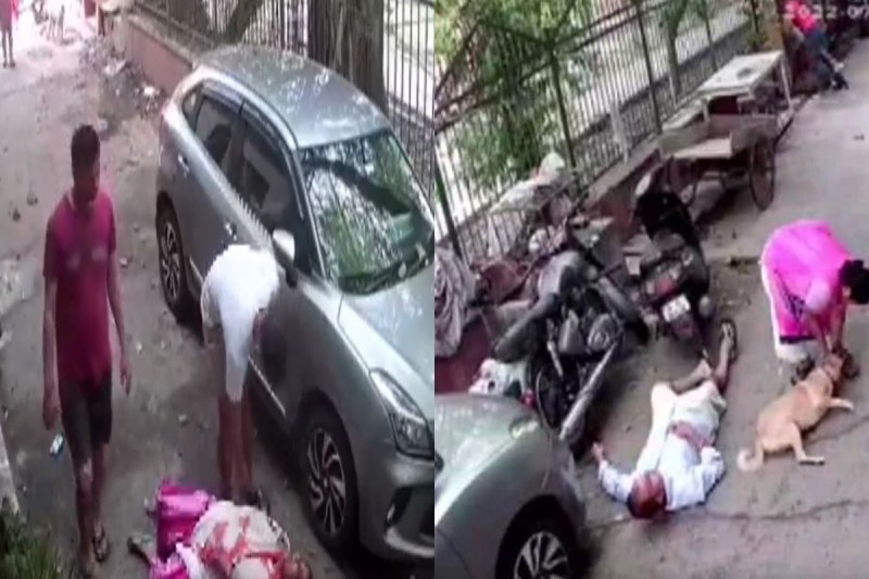 Delhi Paschim Vihar Three People Injured After Dog Barked Neighbour Beaten Owner Watch Video