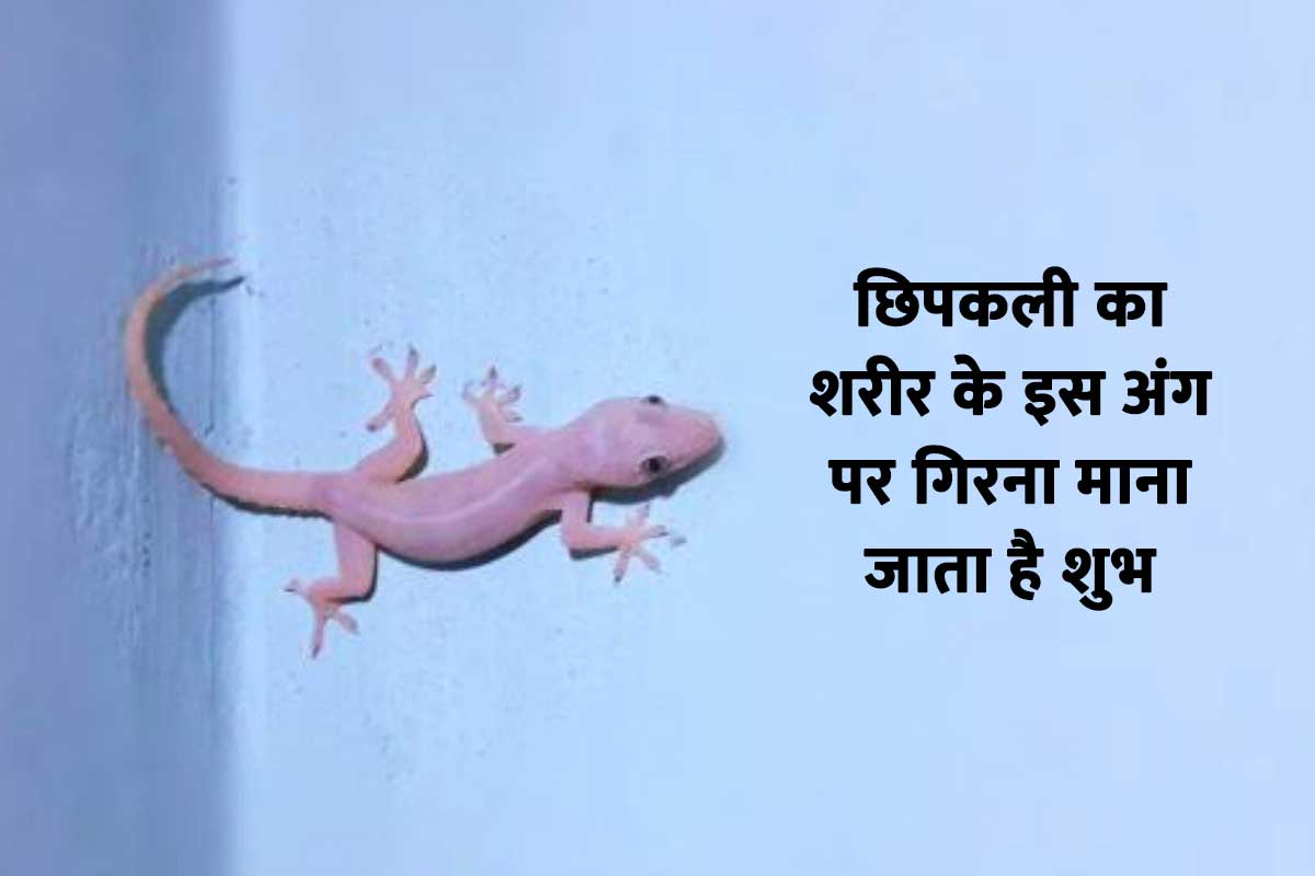 shubh ashubh sanket, chipkali ka sharir par girna kaisa hota hai, gardan par chipkali girna, chipkali ka sharir par girna shubh ashubh, chipkali ka kaan par girna, hath par chipkali girna, per par chipkali girna, chipkali ka girna right hand par, shagun apshagun, latest religious news,