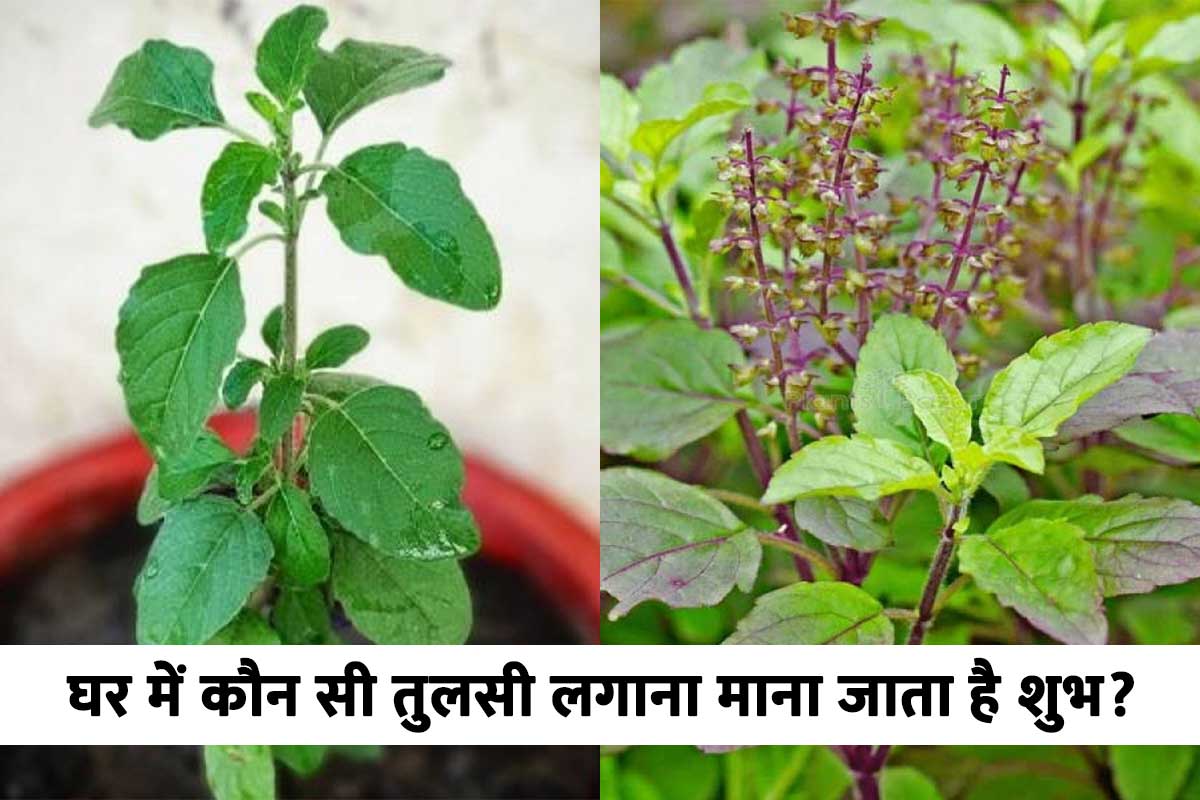 ghar me kaun si tulsi lagani chahiye, shyama tulsi kaisi hoti hai, rama tulsi plant, vastu shastra tulsi plant, shyama tulsi, tulsi plant benefits for home, tulsi ka paudha kab lagana chahiye, latest religious news,