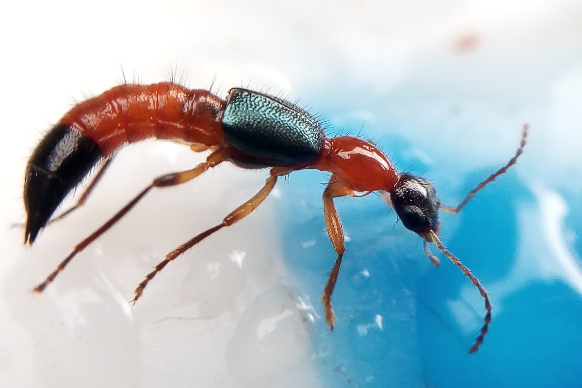 Nairobi fly outbreak reaches India from East Africa, hundreds of people infected in North Bengal and Sikkim