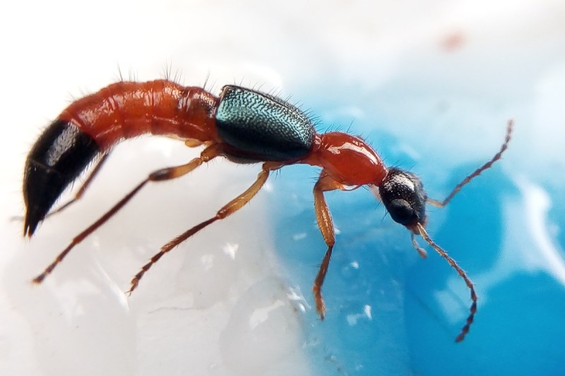 Nairobi fly outbreak reaches India from East Africa, hundreds of people infected in North Bengal and Sikkim