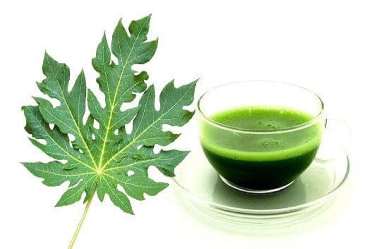 Papaya Leaf Juice Benefits: पपीते के पत्तों का जूस जानलेवा बीमारियों का है रामबाण इलाज, जानें इसके अद्भुत फायदे