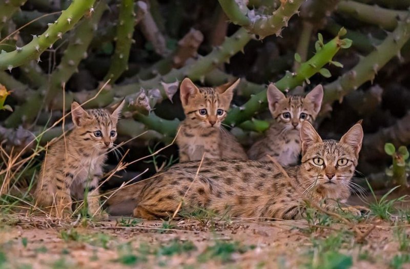 डेजर्ट कैट का कुनबा मिलने पर खुश वन्यजीव प्रेमी