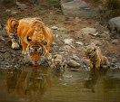 Tiger with cubs in Ranthambhore Tiger Project 