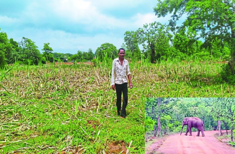 गजराज का आतंक: गन्ने की फसल को भी पहुंचा रहे नुकसान, नर्रा के लोगों ने पक्के छत पर ली शरण