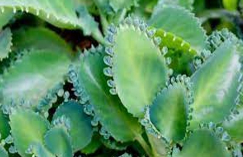 Magic plant Kalanchoe Pinnata