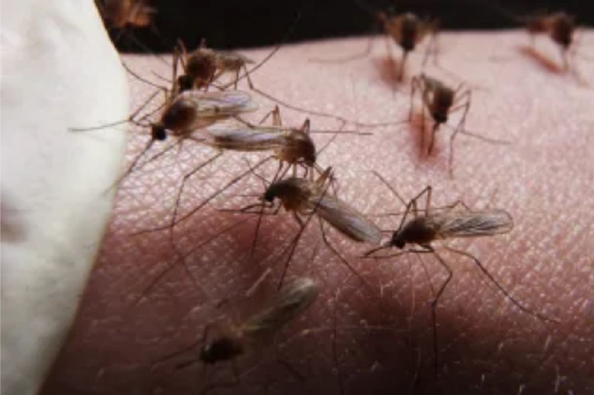 ICMR-VCRC develops special mosquitoes to control Dengue, Chikungunya