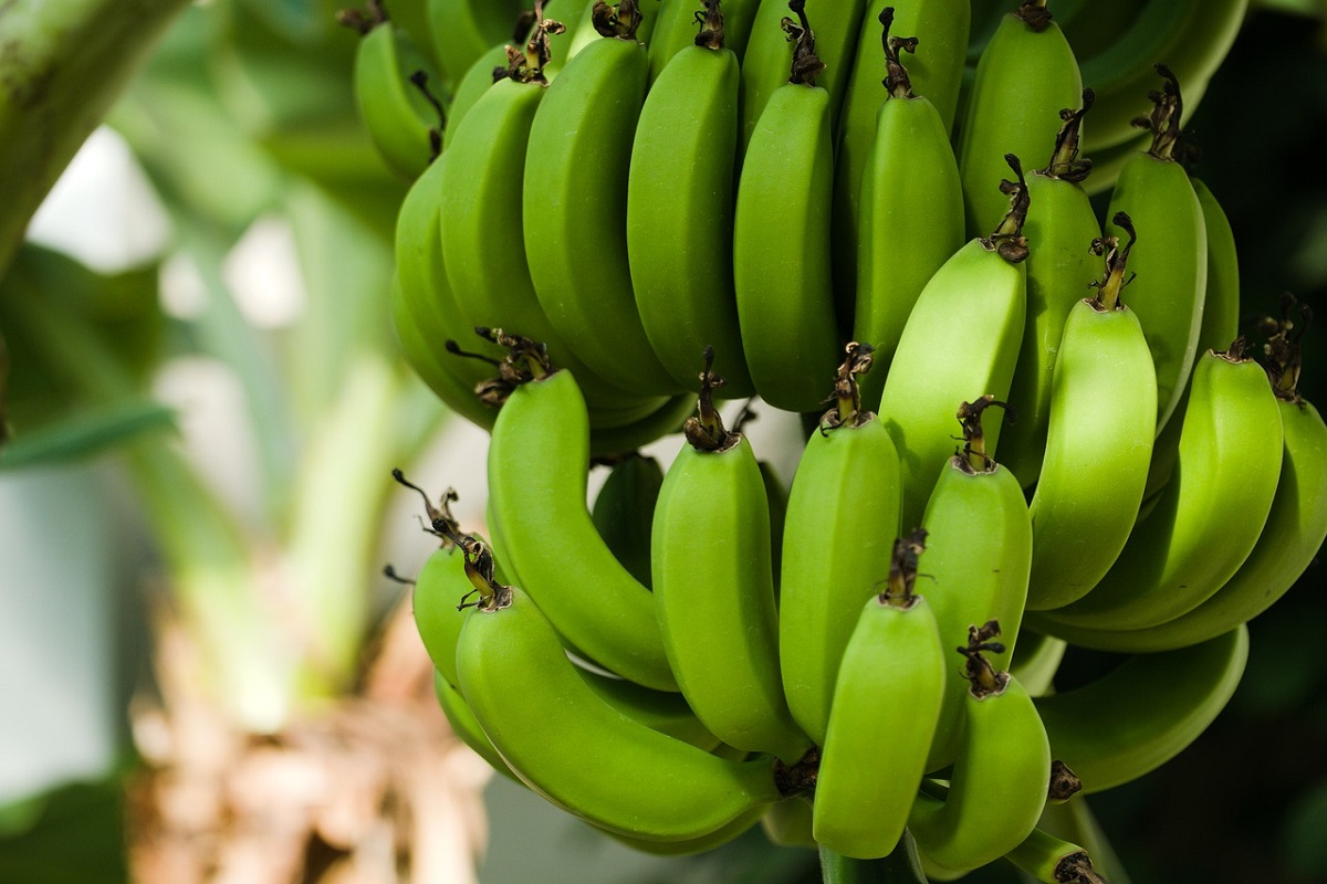 Raw Banana Benefits: कच्चा केला से मिलते हैं ये अद्भुत फायदे, कई समस्याओं को दूर करने में होता है सहायक