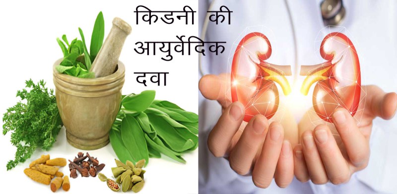 Kidney ayurvedic medicine