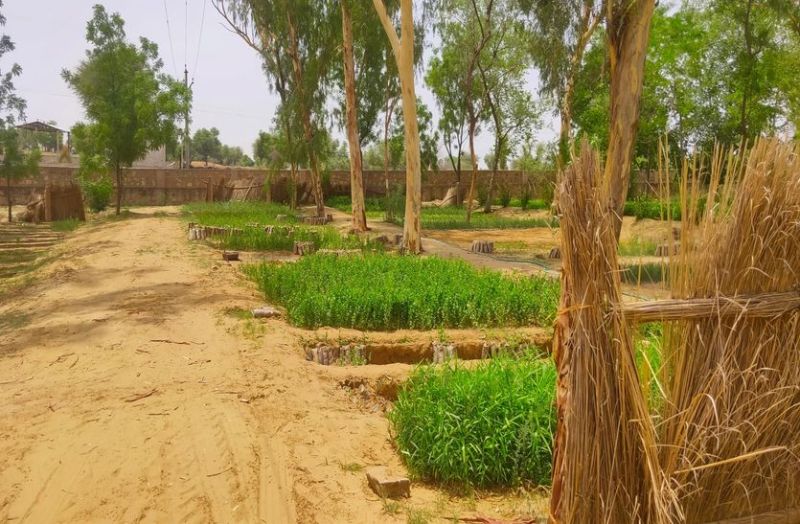 सरकारी पौधों से आमजन दूर सिर्फ राज की जमीन होगी हरी-भरी