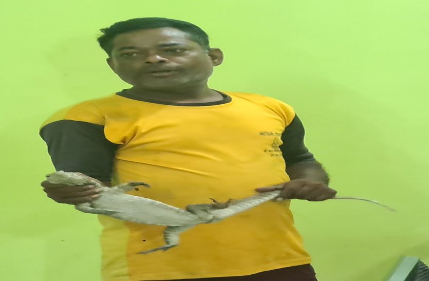 बारिश में बिलों से निकले विषैले जीव, सात दिन में 10 को डसा