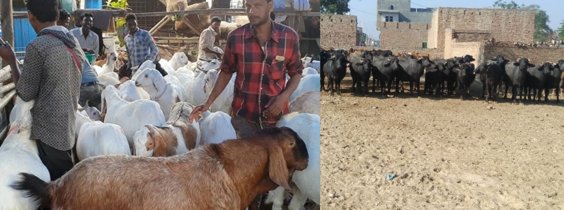 Buffaloes were sacrificed not goats in Meerut on Bakrid