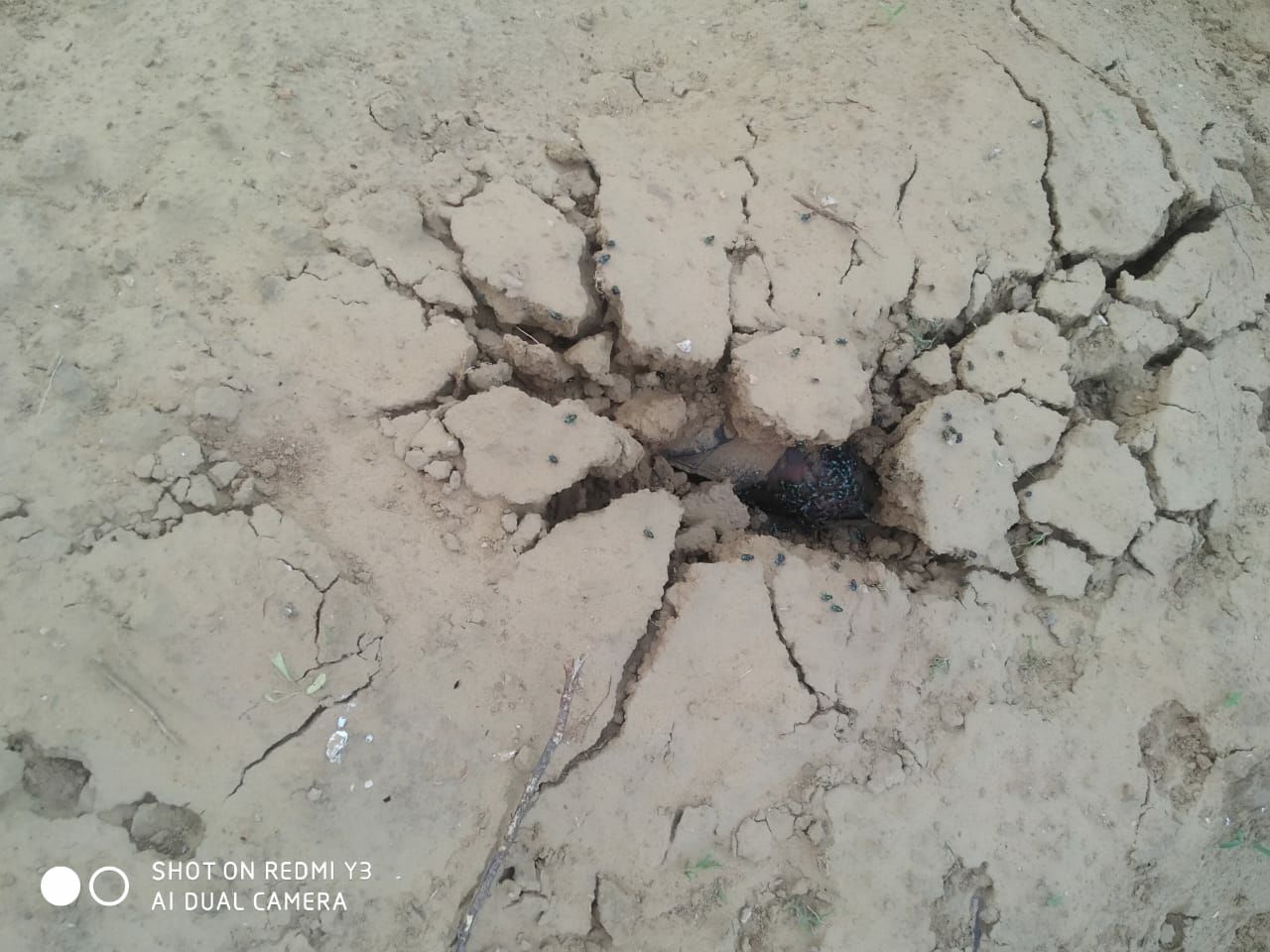 भरतपुर के युवक की हत्या कर मिट्टी में गाड़ गए