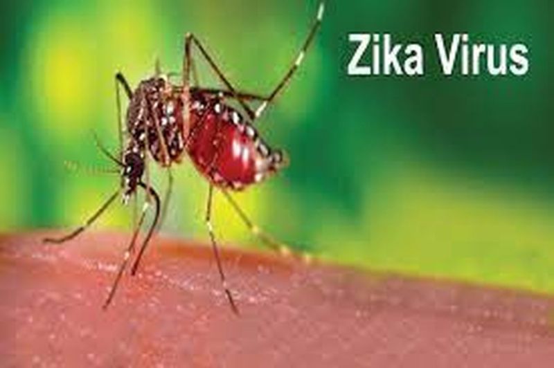 Zika Virus Alert: प्रदेश में जीका वायरस का खतरा, बचने के लिए पढ़े खबर
