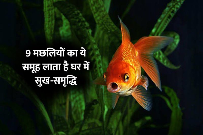 feng shui fish aquarium, feng shui fish aquarium placement, black fish in aquarium, fish aquarium ghar me kaha rakhe, aquarium me kitni fish honi chahiye, goldfish aquarium, feng shui tips for money, feng shui tips for home, sukh samridhi ke upay, feng shui tips for good luck, latest religious news,