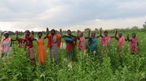 Bundelkhand Expressway Provide Employment to Women Planting tree