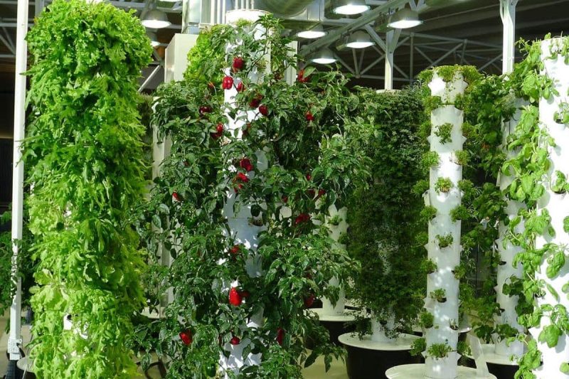 Delhi: स्मार्ट अर्बन फार्मिंग को बढ़ावा, दिल्ली में अगस्त से विशेषज्ञों से मिलेगी ट्रेनिंग, ये होगी खूबियां