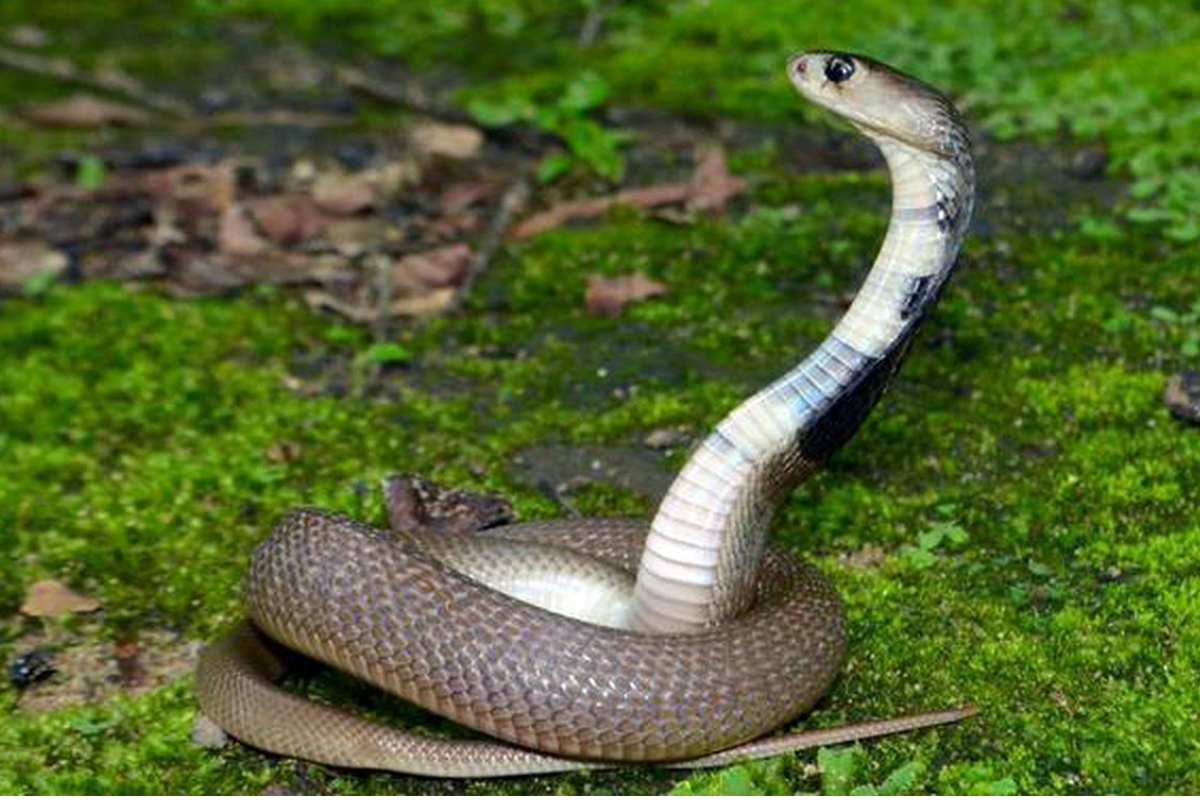 12 snakes found in a house in Bhandara