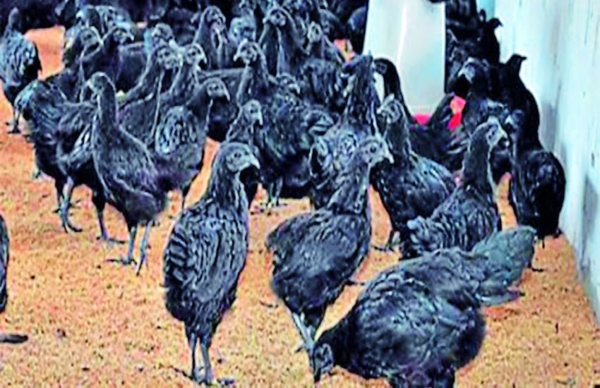 पांच सितारा होटलों के मैन्यू में शामिल होगा कड़कनाथ, एक साल में दोगुना बढ़ा उत्पादन