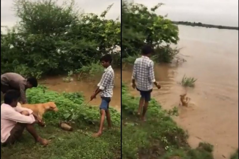 Maharashtra Chandrapur Ballarpur Dog Viral Video