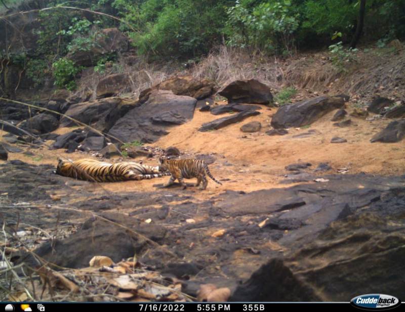 Sanjay Tiger Reserve Sidhi
