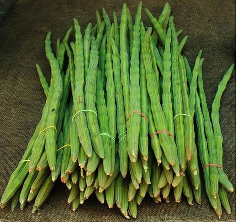 Agriculture: सोगरे के साथ भी खा सकेंगे सांभर की सहजन फली