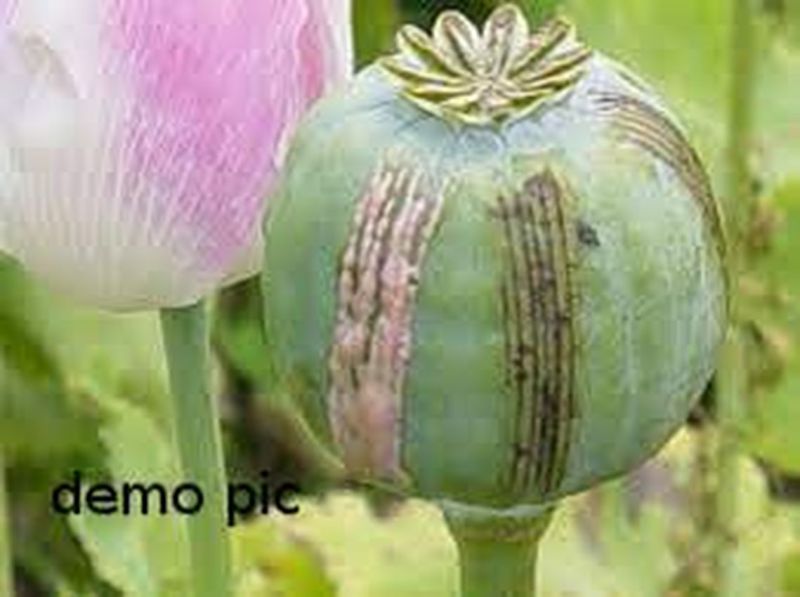 Affim: 136 किलो अफीम की जोधपुर में होनी थी सप्लाई