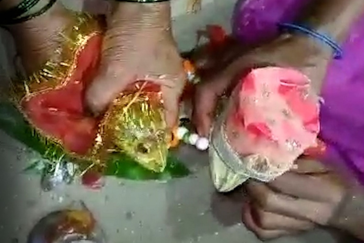 Frogs married off in Aurangabad to please rain God, end drought like situation