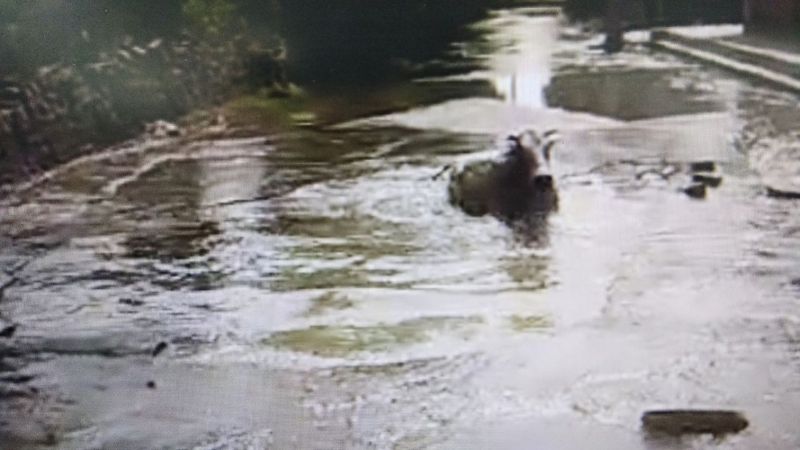 धंसी हुई सड़क के गड्ढे में गिरा सांड, ऐसे मशक्क्त कर निकला बाहर, देखें Video...