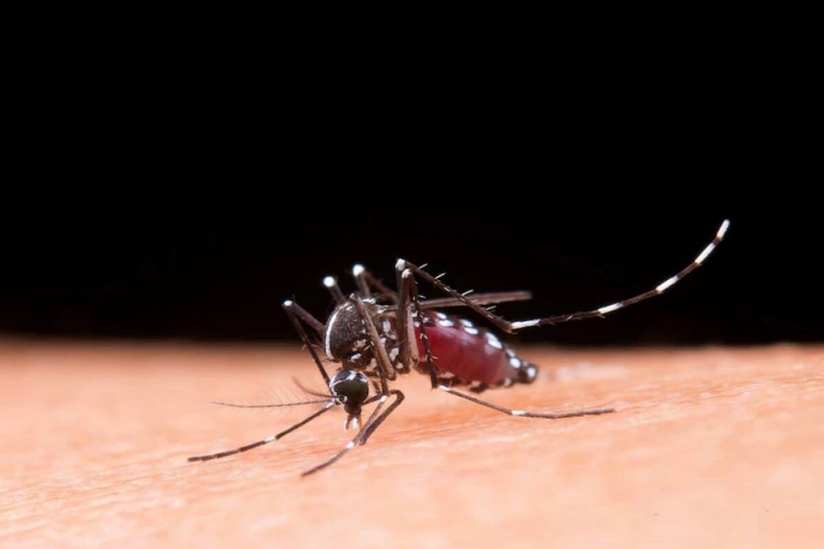 dengue_malaria_increases_in_monsoon.jpg