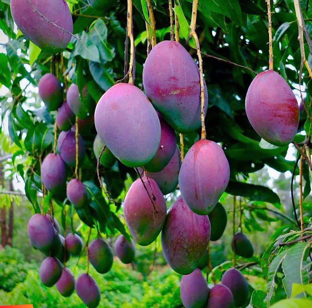 Now purple, black and red mangoes come in the market in UP