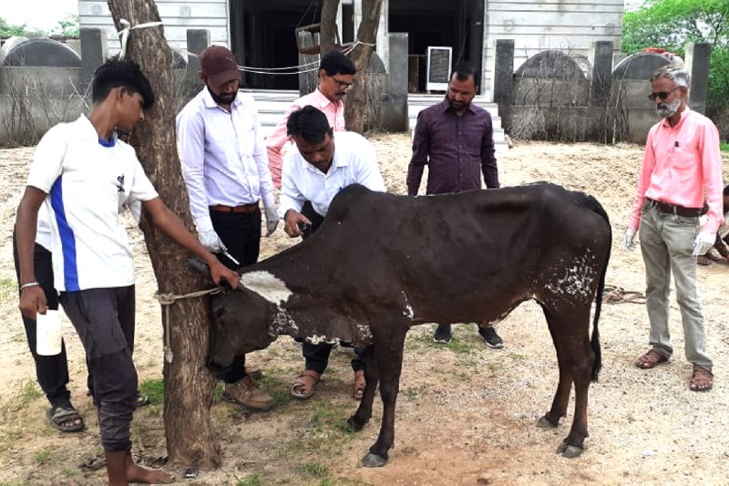 पशुपालन विभाग का दावा: बीमार गोवंश में लम्पी स्कीन डिसीस