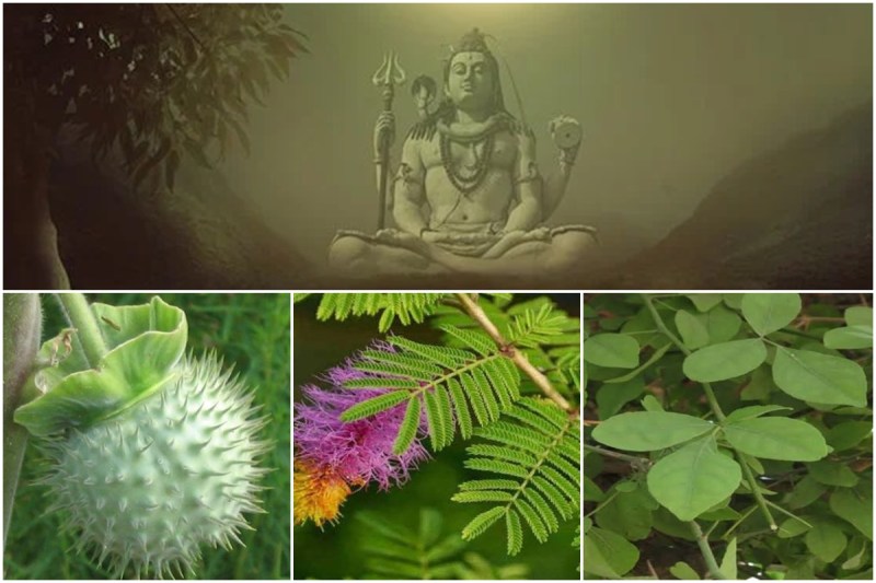 vastu shastra, vastu tips, sawan 2022, vastu tips for plants, shiv ji favorite plants,