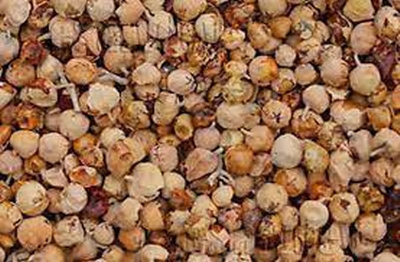 मारवाड़ में मुखबिरों के भरोसे हो रही तस्करों के खिलाफ कार्रवाई