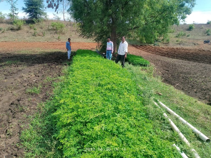 Women will plant one lakh munga plants to fight malnutrition