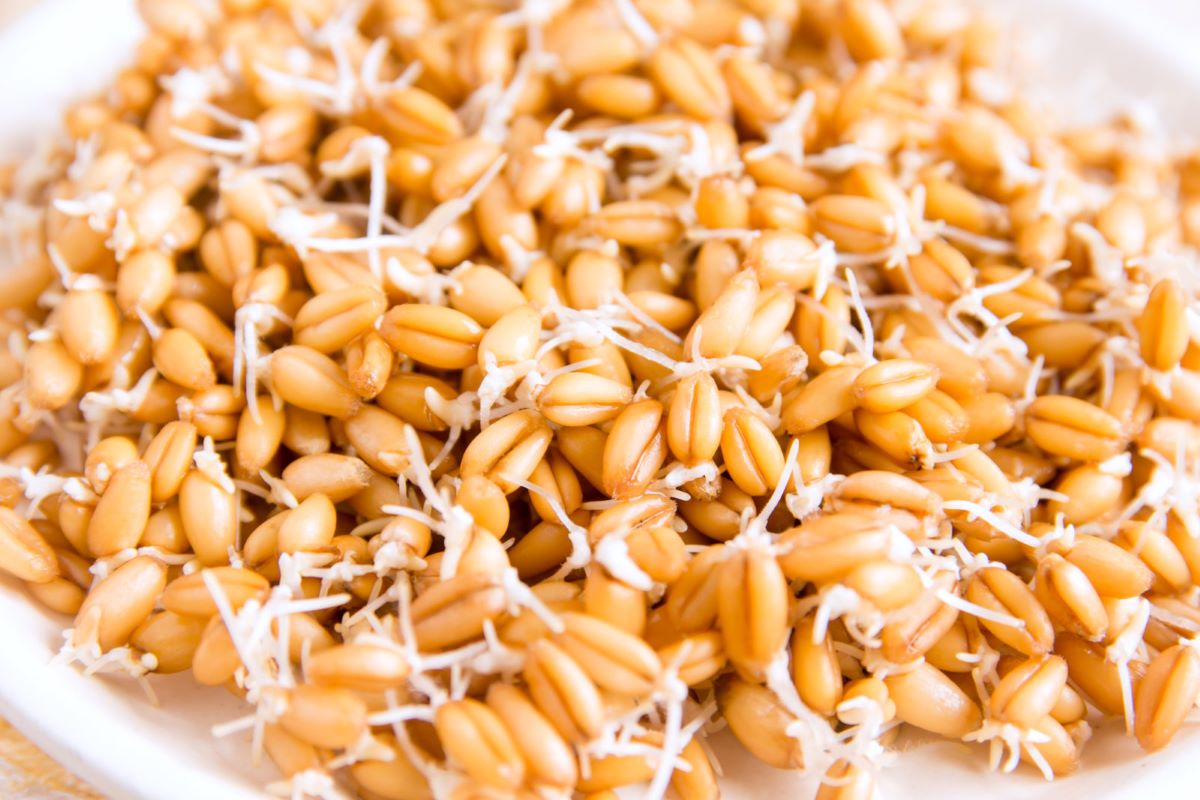 Sprouted Wheat Benefits: गेहूं के अंकुरित दाने खाने के है कमाल के फायदे, जिसे जानकर आप भी हो जाएंगे हैरान