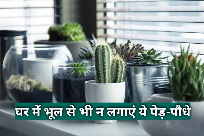 bonsai tree, bonsai tree for home, vastu tips, vastu shastra, vastu tips for plants, vastu tips for tree, vastu ke upay,