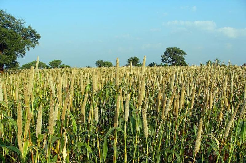 MILLET---किसानों का रास आई बाजरा की नई किस्म : 70 प्रतिशत से अधिक क्षेत्र में बुवाई, कहां पढि़ए पूरी खबर