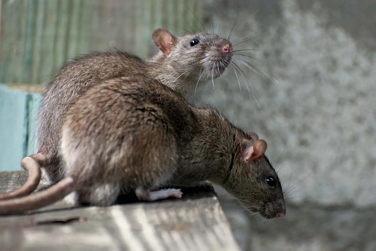Mouse attacks on Dead body, destroyed parts after death of patient in government hospital of Gaya