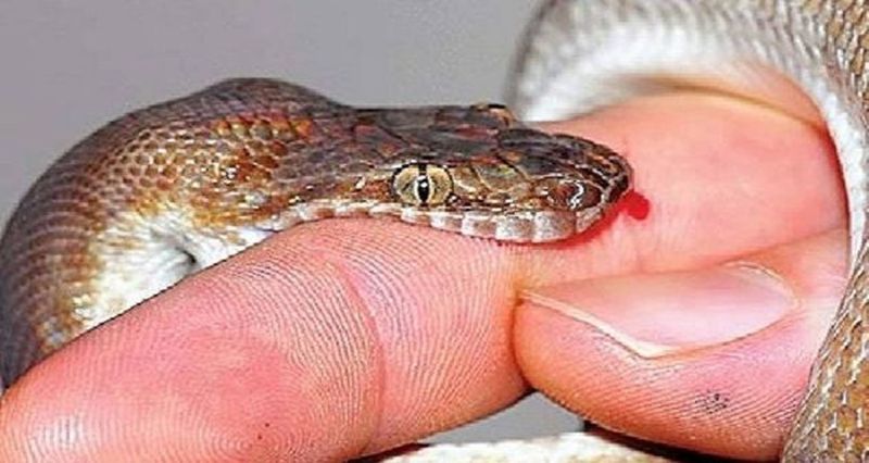Snakebite:बारिश के साथ बढ़े सर्पदंश के मामले, हर रोज तीन-चार मरीज हो रहे भर्ती