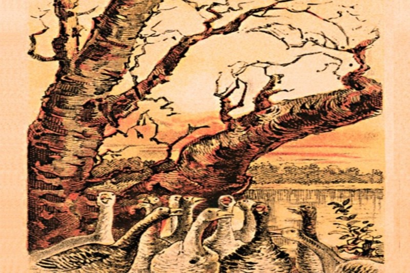 Optical Illusion Photo Can You Spot The Fox In This Picture Who Ambushing Her Prey