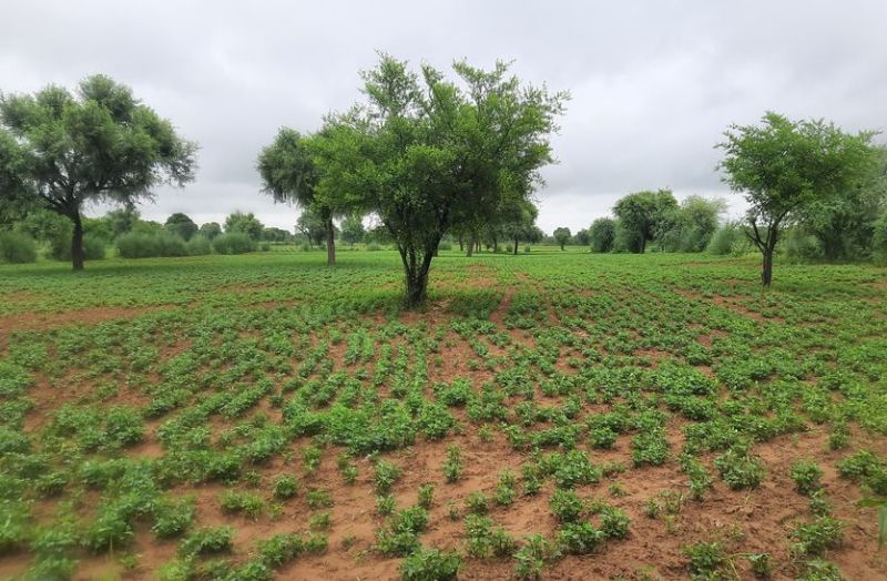 चवला-मूंग के घर मूंगफली का बसेरा, बाजरे का तोड़ रही गुरुर