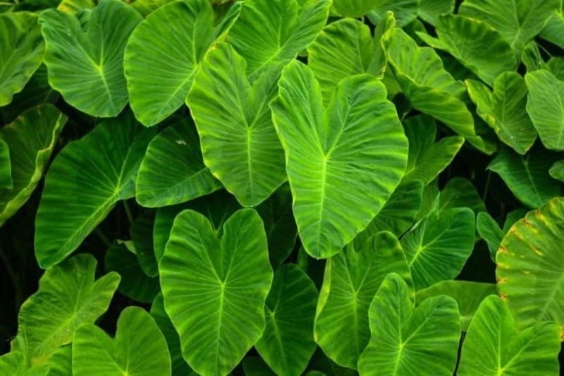 Arbi leaves Benefits: दिल के शेप वाले अरबी के पत्ते दिल की बीमारियों के लिए है रामबाण इलाज, जानें अन्य फायदे 