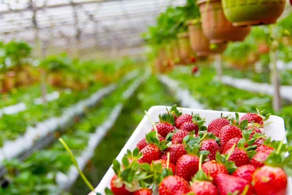 Opportunity for farmers NABARD provide financial help for cultivation of Strawberry Basil Tulsi