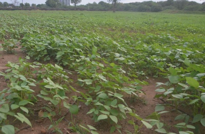 खरीफ फसलों के बीमा अब एक अगस्त तक करवा सकेंगे