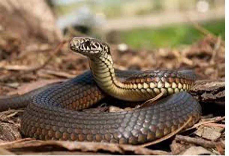 snake bite :जान पर भारी पड़ा टोना टोटका : सांप ने काटा तो तांत्रिक के पास ले गए, इलाज में देरी से गई किशोरी की जान