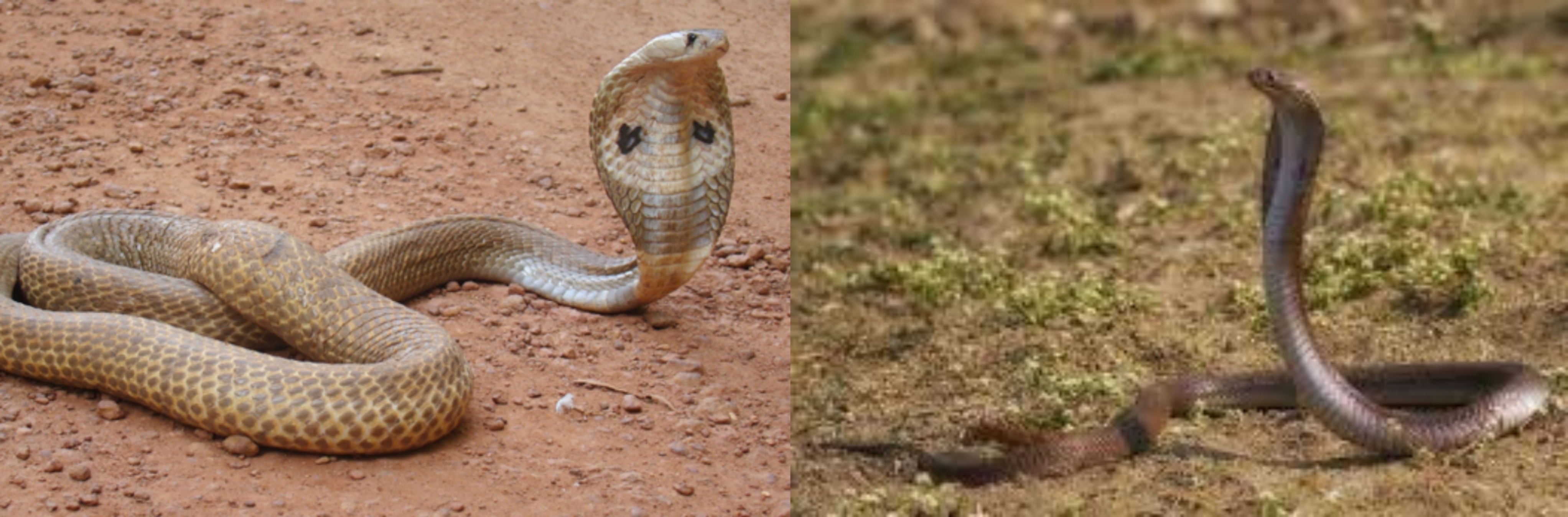 Nag Panchami 2022: मेरठ के इस इलाके में हैं कोबरा सहित सांपों की प्रजातियां, नाग पंचमी पर पूजा का विशेष महत्व