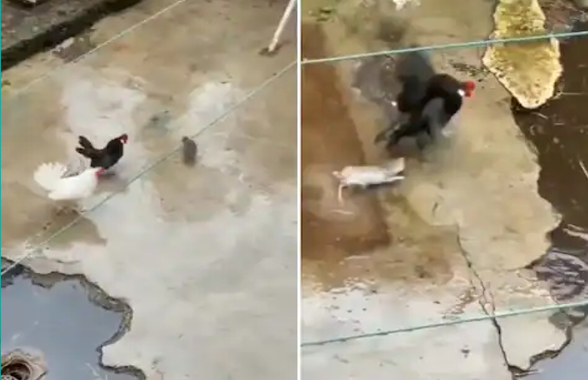 Fight between chicken and mouse